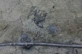 Ceraurus Trilobite & Crinoid Plate - Walcott-Rust Quarry, NY #68378-3